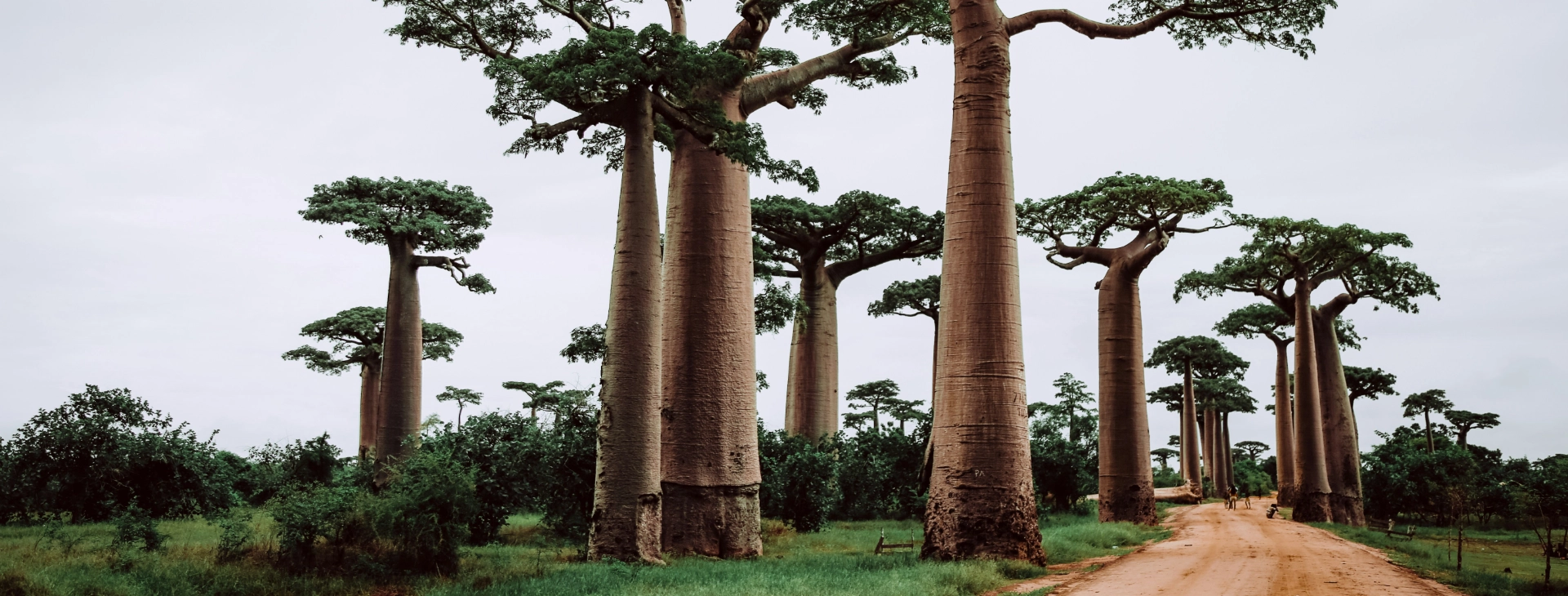 madagascar cover