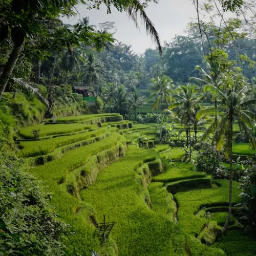 rice terraces