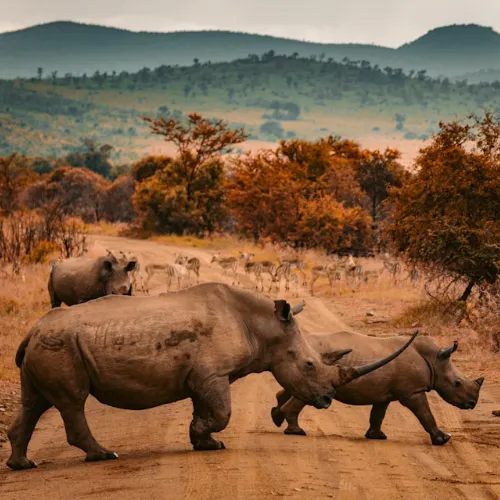 amazing wildlife