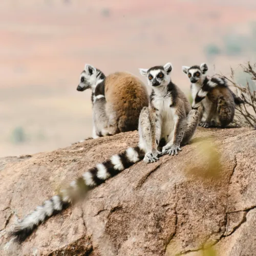 amazing wildlife