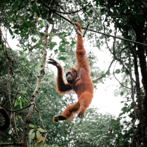 amazing wildlife