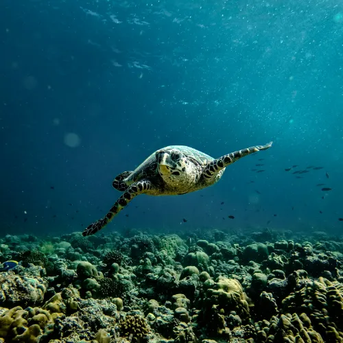 snorkel dive vibrant marine life