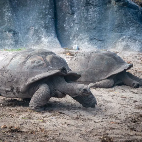 giant tortoises