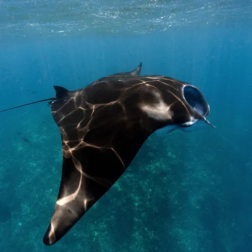 underwater wonder