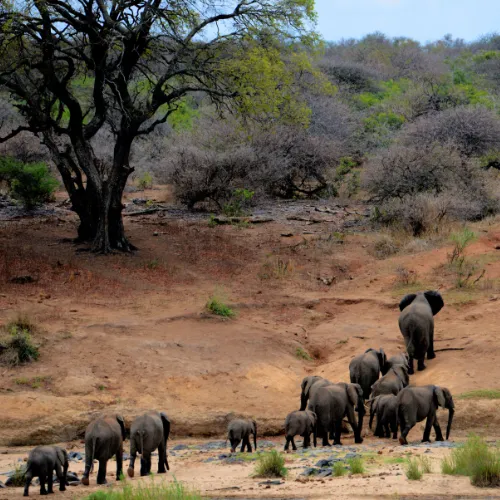 kruger national park