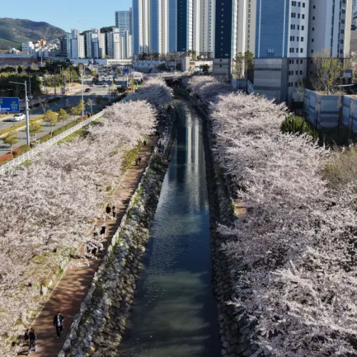 cherry blossoms in spring