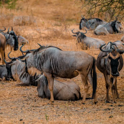 amazing wildlife