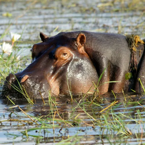 wildlife