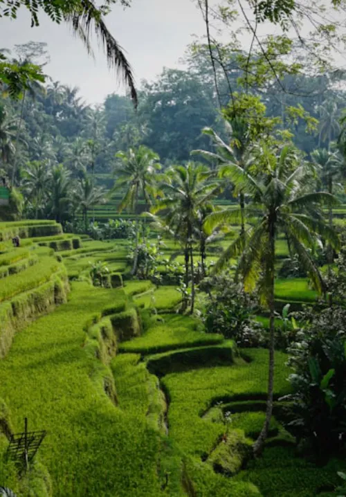 ubud