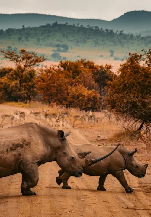 maasai mara