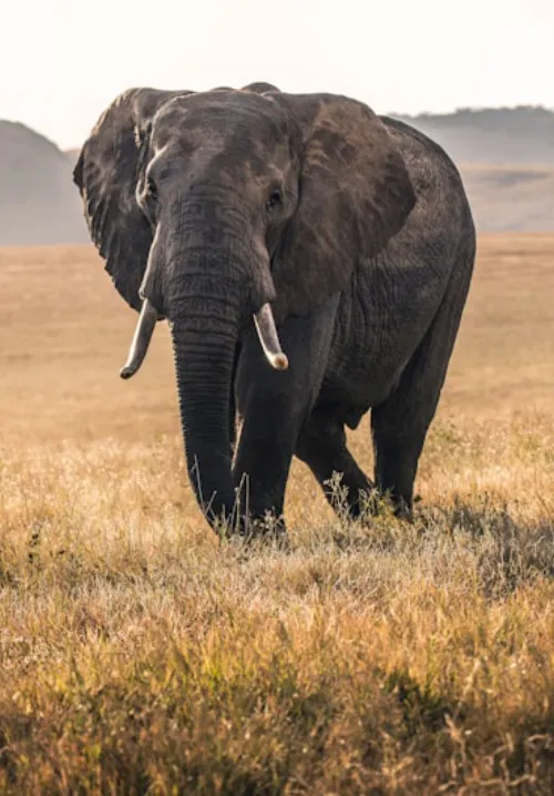 nairobi