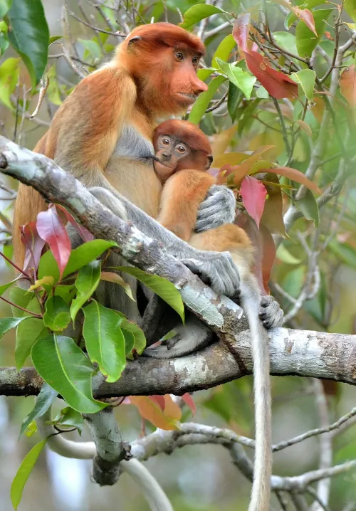 borneo