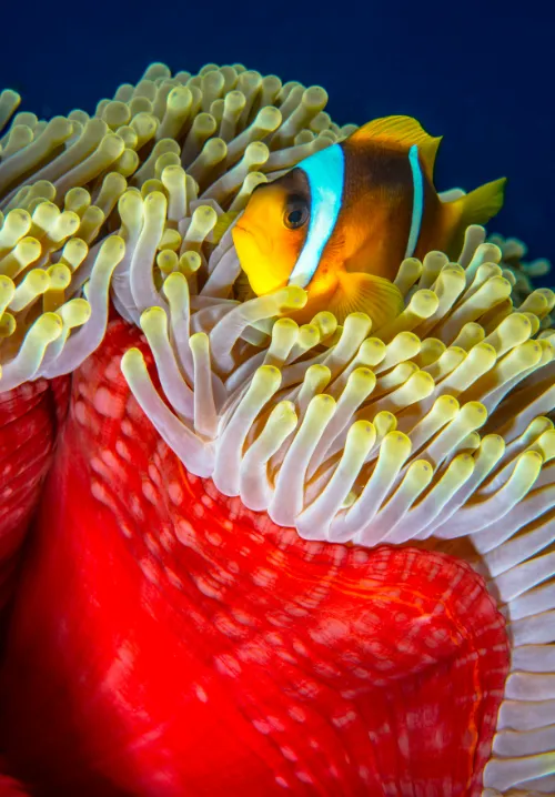 reef