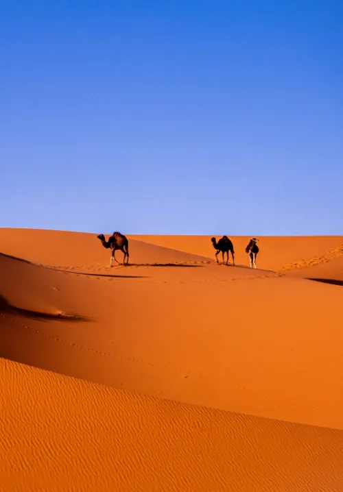 sahara desert