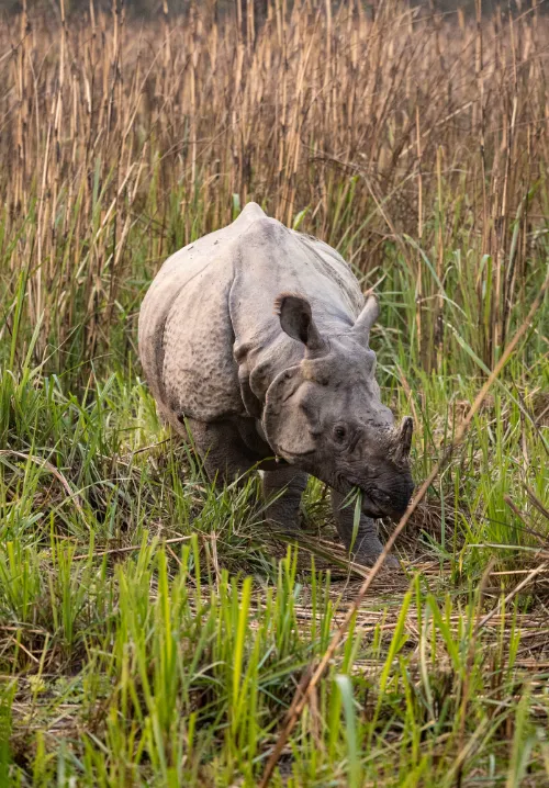 chitwan