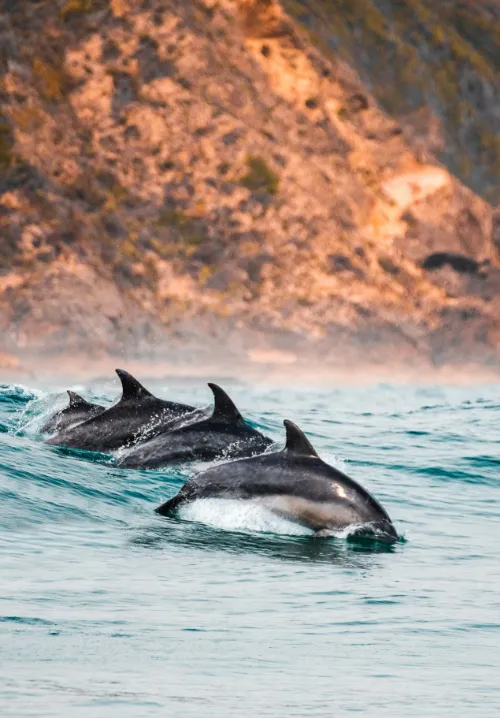 garden route