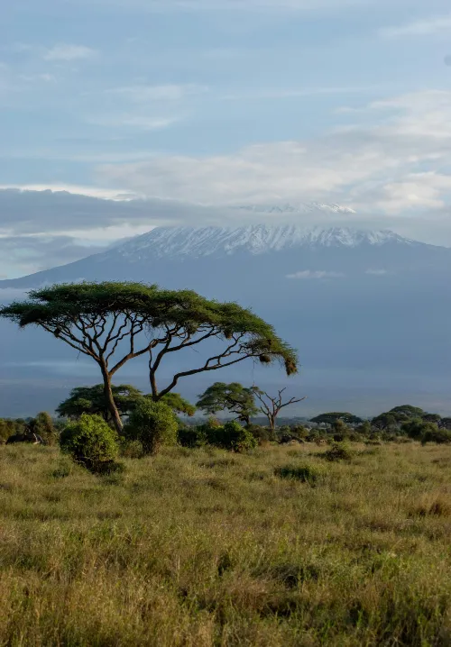 kilimanjaro