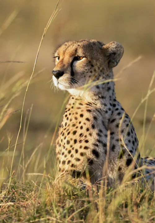 ngorongoro