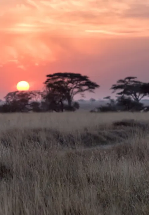 serengeti