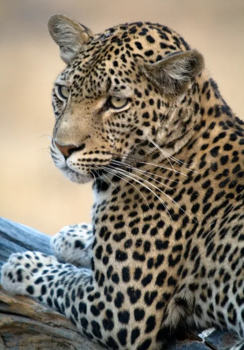 wildlife